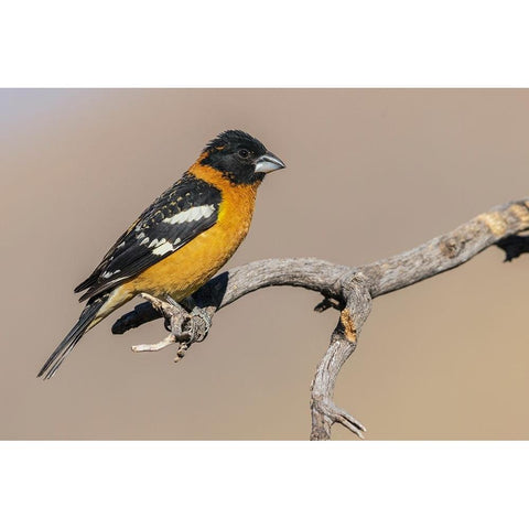 Black-headed grosbeak Black Modern Wood Framed Art Print by Archer, Ken