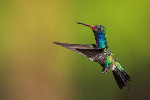Male broad-billed hummingbird White Modern Wood Framed Art Print with Double Matting by Archer, Ken