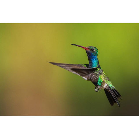 Male broad-billed hummingbird Black Modern Wood Framed Art Print by Archer, Ken