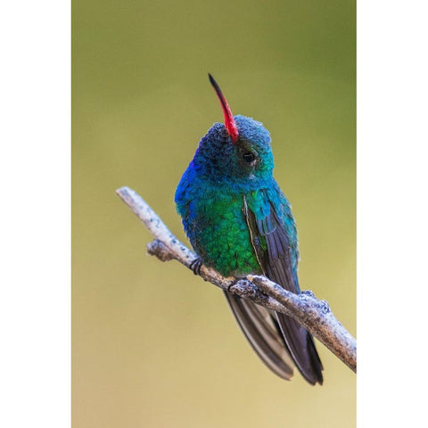 Broad-billed hummingbird Black Modern Wood Framed Art Print with Double Matting by Archer, Ken