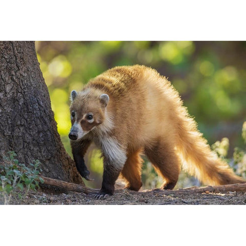 Coatimundi White Modern Wood Framed Art Print by Archer, Ken