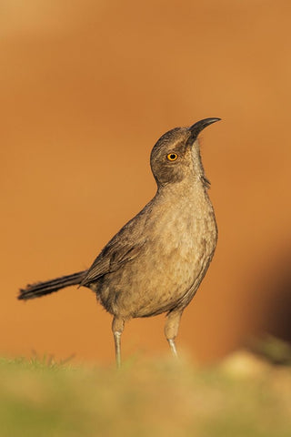 Curve-billed thrasher Black Ornate Wood Framed Art Print with Double Matting by Archer, Ken