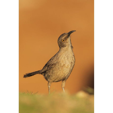 Curve-billed thrasher Black Modern Wood Framed Art Print by Archer, Ken