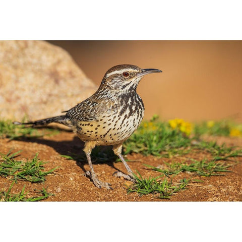 Cactus wren White Modern Wood Framed Art Print by Archer, Ken
