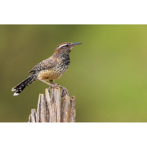 Cactus wren Black Modern Wood Framed Art Print by Archer, Ken