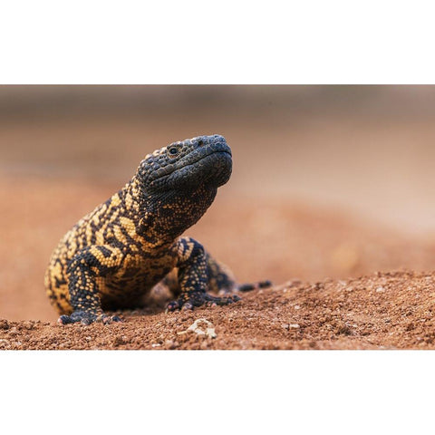 Gila monster Gold Ornate Wood Framed Art Print with Double Matting by Archer, Ken