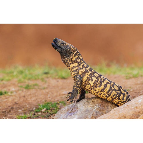 Gila monster drinking water Gold Ornate Wood Framed Art Print with Double Matting by Archer, Ken