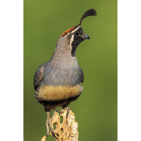 Gambels quail Black Modern Wood Framed Art Print by Archer, Ken