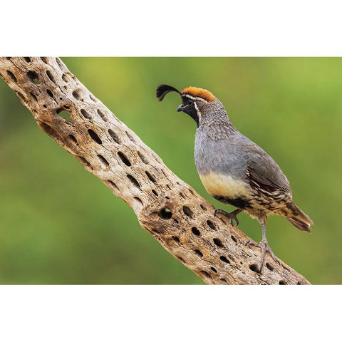 Male Gambels quail Black Modern Wood Framed Art Print by Archer, Ken