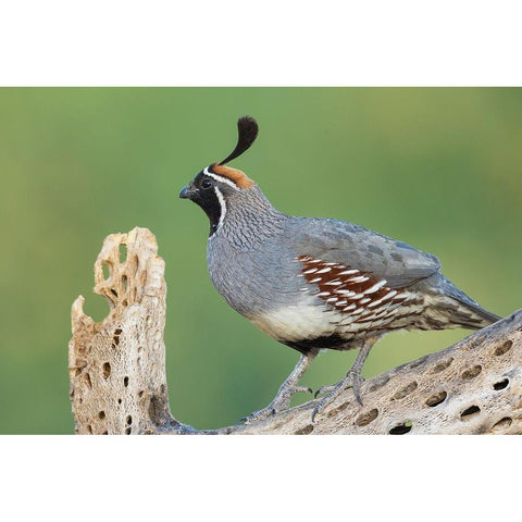 Male Gambels quail Black Modern Wood Framed Art Print with Double Matting by Archer, Ken