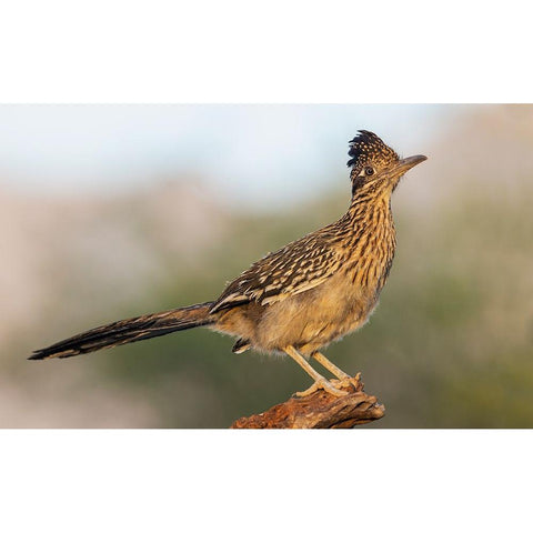 Greater roadrunner Black Modern Wood Framed Art Print by Archer, Ken
