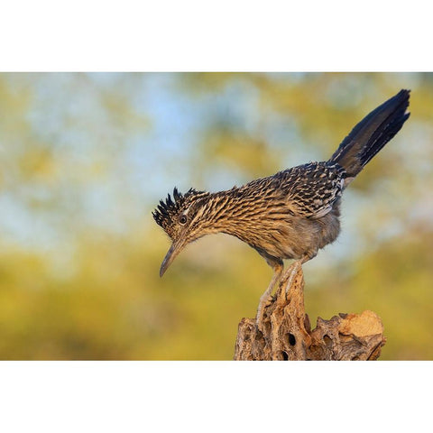 Greater roadrunner Black Modern Wood Framed Art Print by Archer, Ken