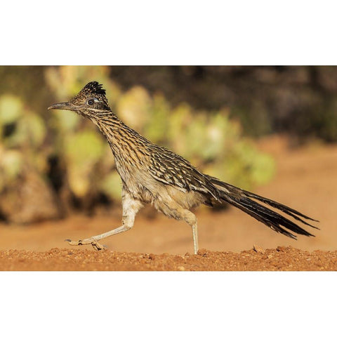 Greater roadrunner on the go Black Modern Wood Framed Art Print with Double Matting by Archer, Ken