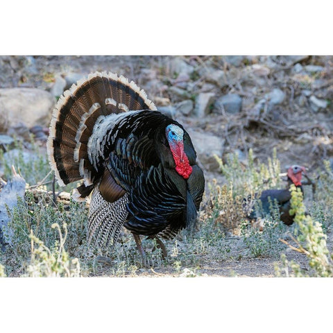 Merriams turkey courtship display White Modern Wood Framed Art Print by Archer, Ken