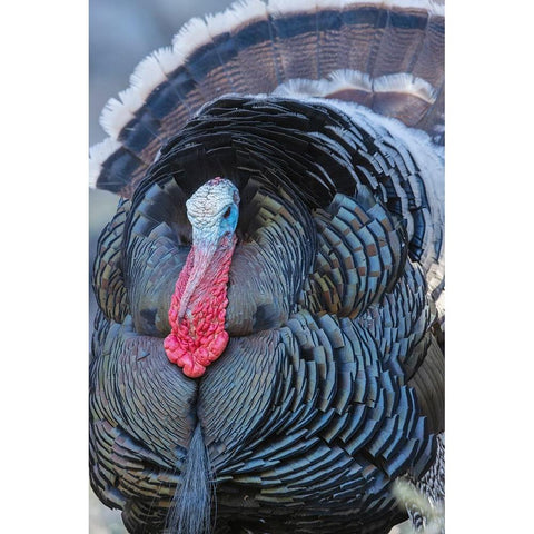 Merriams turkey close-up White Modern Wood Framed Art Print by Archer, Ken