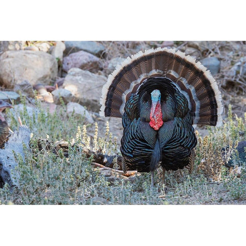 Merriams turkey courtship display Black Modern Wood Framed Art Print by Archer, Ken