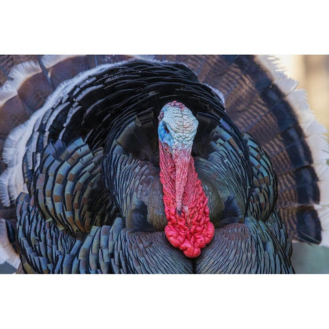 Merriams turkey courtship display Black Modern Wood Framed Art Print by Archer, Ken