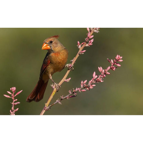 Female northern cardinal White Modern Wood Framed Art Print by Archer, Ken