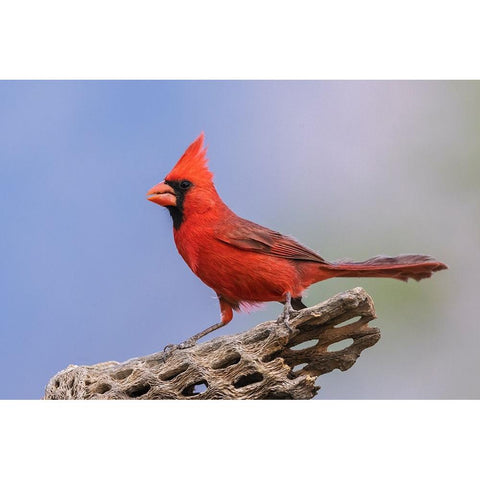 Northern cardinal Gold Ornate Wood Framed Art Print with Double Matting by Archer, Ken