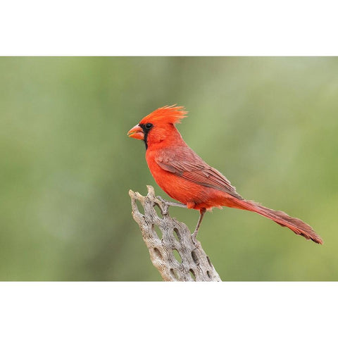 Northern cardinal Gold Ornate Wood Framed Art Print with Double Matting by Archer, Ken