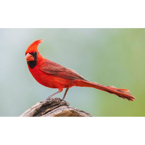 Northern cardinal Black Modern Wood Framed Art Print by Archer, Ken