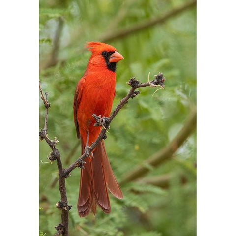 Northern cardinal White Modern Wood Framed Art Print by Archer, Ken