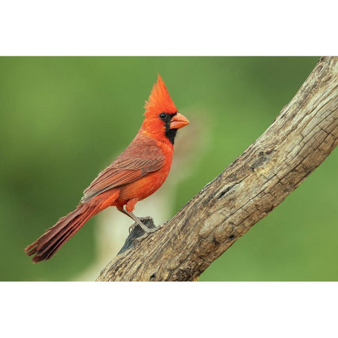 Northern cardinal Gold Ornate Wood Framed Art Print with Double Matting by Archer, Ken