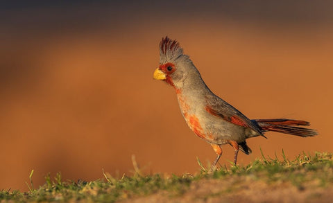 Male pyrrhuloxia White Modern Wood Framed Art Print with Double Matting by Archer, Ken