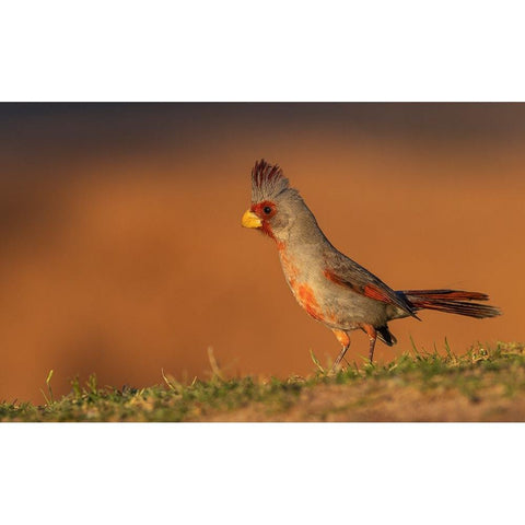 Male pyrrhuloxia Black Modern Wood Framed Art Print by Archer, Ken