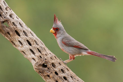Male pyrrhuloxia Black Ornate Wood Framed Art Print with Double Matting by Archer, Ken