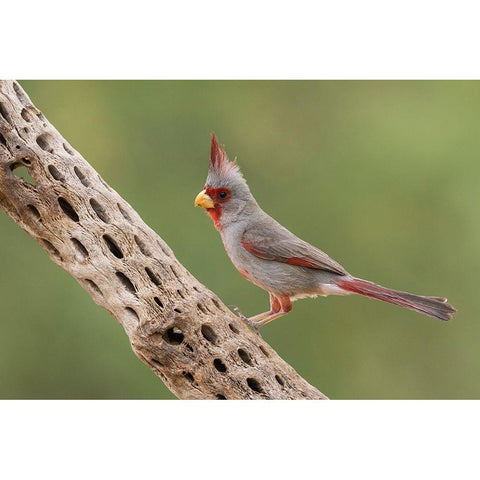 Male pyrrhuloxia Gold Ornate Wood Framed Art Print with Double Matting by Archer, Ken