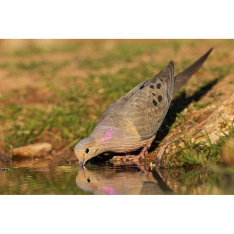 Mourning dove Gold Ornate Wood Framed Art Print with Double Matting by Archer, Ken