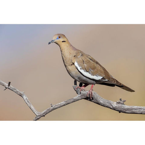 White-winged dove Black Modern Wood Framed Art Print by Archer, Ken