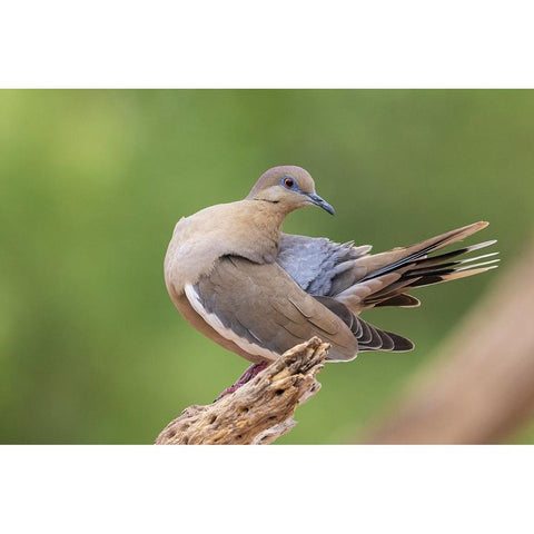 White-winged dove preening Black Modern Wood Framed Art Print by Archer, Ken