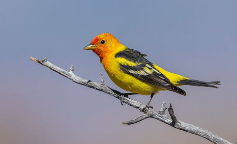 Western tanager Black Ornate Wood Framed Art Print with Double Matting by Archer, Ken