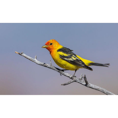 Western tanager White Modern Wood Framed Art Print by Archer, Ken