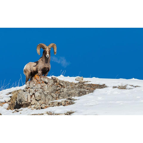 Bighorn sheep ram-frosty breath Black Modern Wood Framed Art Print with Double Matting by Archer, Ken