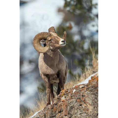 Bighorn sheep ram White Modern Wood Framed Art Print by Archer, Ken