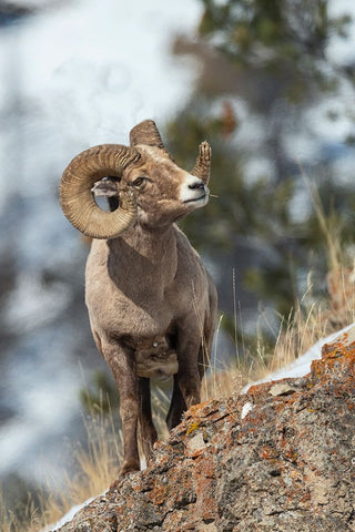 Bighorn sheep ram Black Ornate Wood Framed Art Print with Double Matting by Archer, Ken