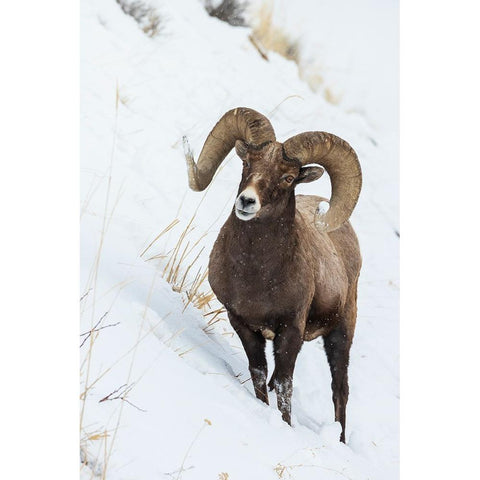 Bighorn sheep ram Black Modern Wood Framed Art Print by Archer, Ken