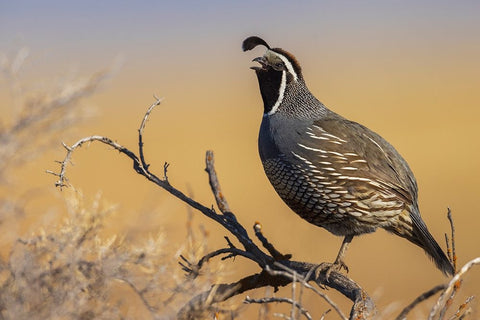 Male California quail calling White Modern Wood Framed Art Print with Double Matting by Archer, Ken