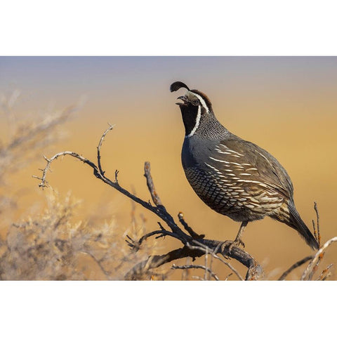 Male California quail calling Black Modern Wood Framed Art Print by Archer, Ken
