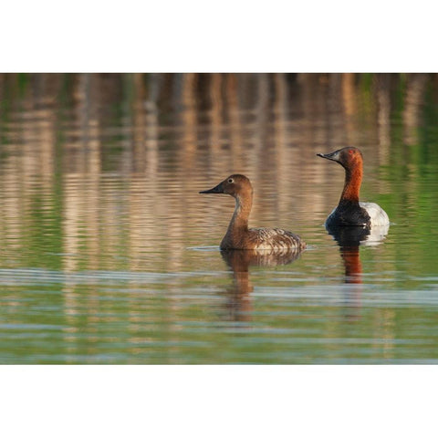 Canvasback pair Black Modern Wood Framed Art Print with Double Matting by Archer, Ken