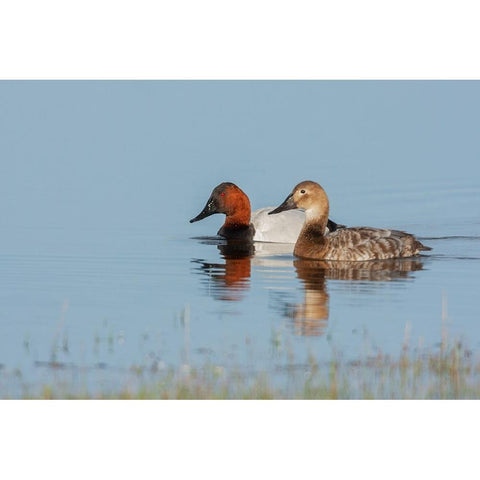 Canvasback pair Black Modern Wood Framed Art Print with Double Matting by Archer, Ken