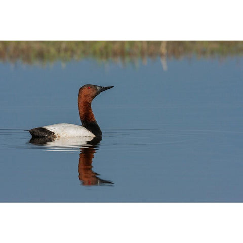 Canvasback drake White Modern Wood Framed Art Print by Archer, Ken