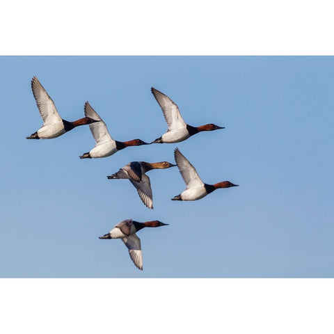Canvasback flock-courtship flight Black Modern Wood Framed Art Print by Archer, Ken