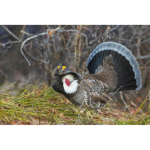 Dusky grouse-courtship display Gold Ornate Wood Framed Art Print with Double Matting by Archer, Ken