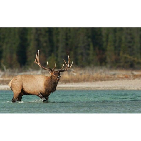 Bull elk bugling White Modern Wood Framed Art Print by Archer, Ken