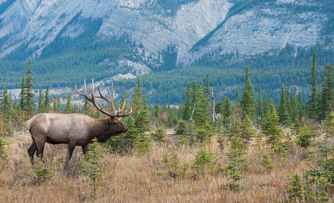 Bull elk in the Rockies White Modern Wood Framed Art Print with Double Matting by Archer, Ken