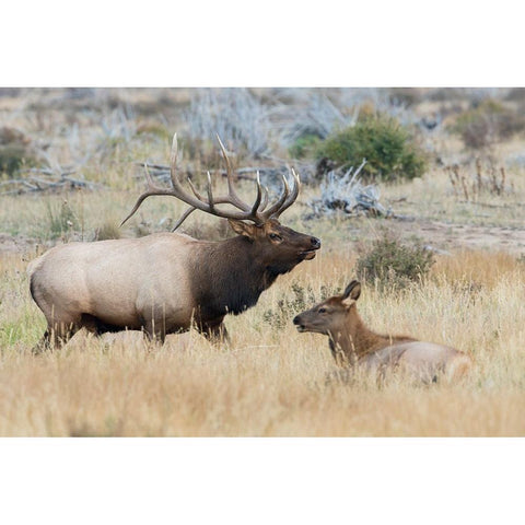 Bull elk patrolling Black Modern Wood Framed Art Print with Double Matting by Archer, Ken